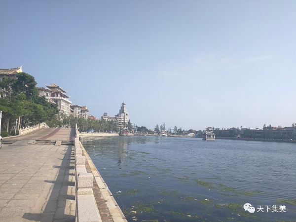 新年新感動：你我牽掛的石鼓路榕樹爺爺發(fā)新芽！