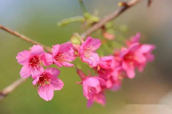 三月將至，花開當(dāng)時(shí)，賞櫻之行要提上日程了！