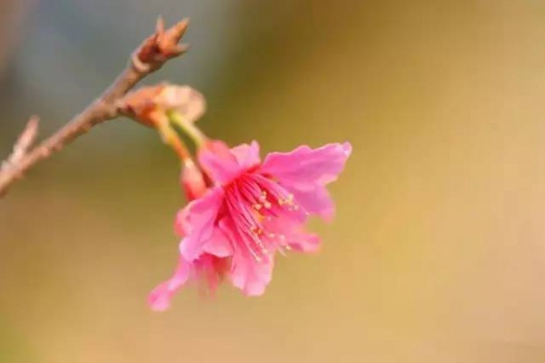 三月將至，花開當(dāng)時(shí)，賞櫻之行要提上日程了！