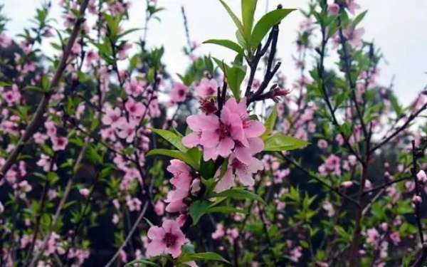 【￥99元|每周六發團】桃花島-欣賞桃花李花；古山重-艷遇最美油菜花開1日游