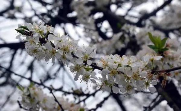 【￥99元|每周六發團】桃花島-欣賞桃花李花；古山重-艷遇最美油菜花開1日游