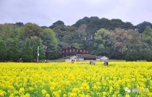 收藏！最新最全的福建油菜花地圖就在這兒啦