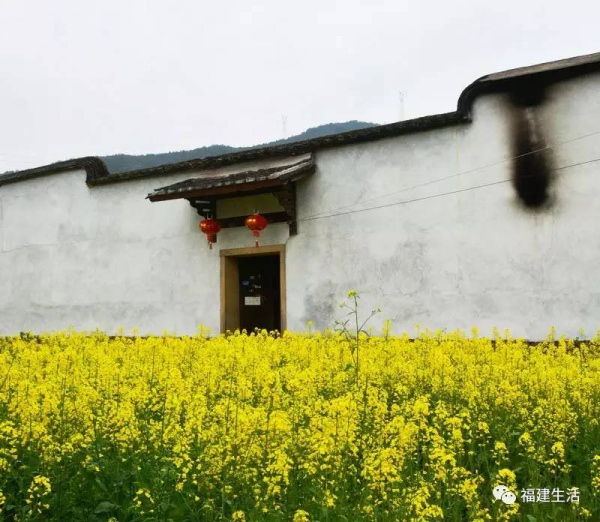 收藏！最新最全的福建油菜花地圖就在這兒啦