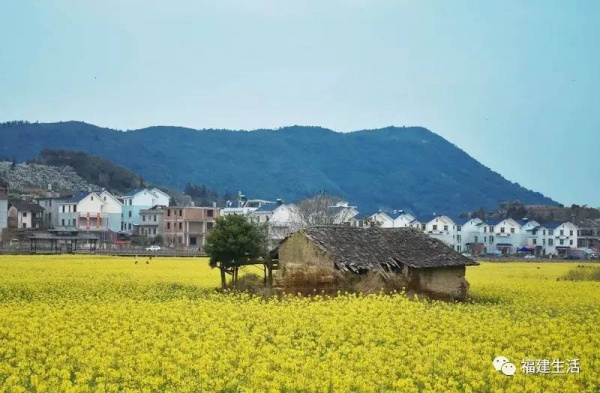 收藏！最新最全的福建油菜花地圖就在這兒啦