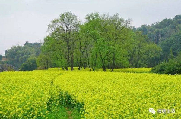 收藏！最新最全的福建油菜花地圖就在這兒啦