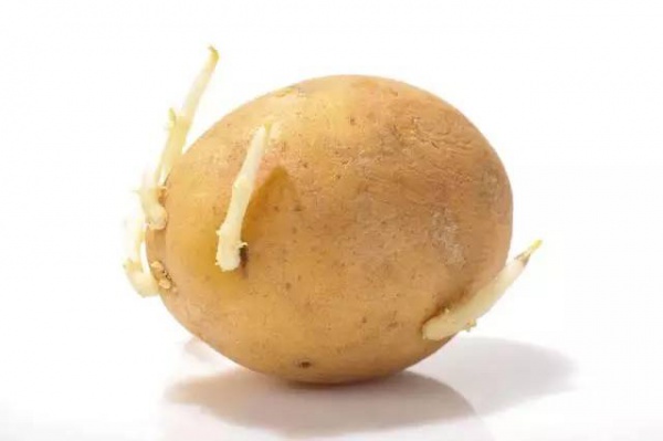 這8種常吃的食品不注意會中毒！不只四季豆和黃花菜，竟然還有…