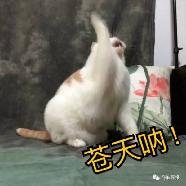 出行變化丨閩D車主注意！3天后別這樣走集美大橋！千萬記住...