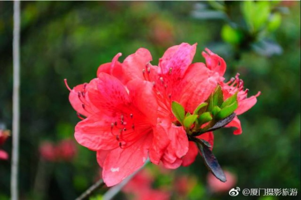 太美啦！同安云頂山杜鵑花美麗綻放！周末又可以組團去觀賞！