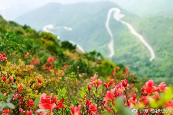 太美啦！同安云頂山杜鵑花美麗綻放！周末又可以組團去觀賞！