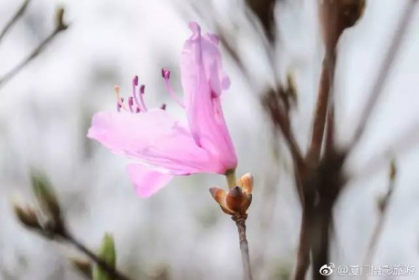 太美啦！同安云頂山杜鵑花美麗綻放！周末又可以組團去觀賞！