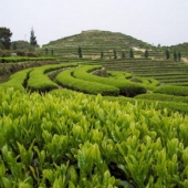 華祥苑生態茶莊園