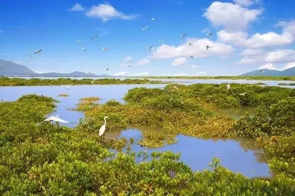 驕傲！杏林灣濕地公園再添“新名片”，廈門(mén)市唯一上榜，再過(guò)不久要驚艷登場(chǎng)！