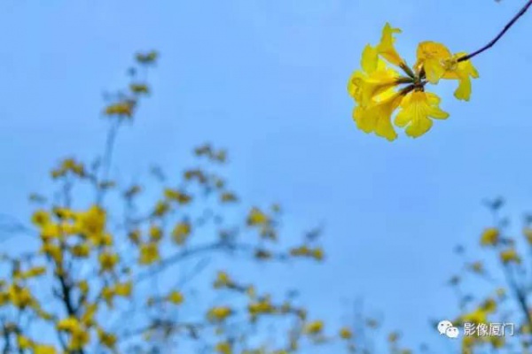 美爆了！廈門那片黃花風鈴木又來了……花期短，趕緊約！