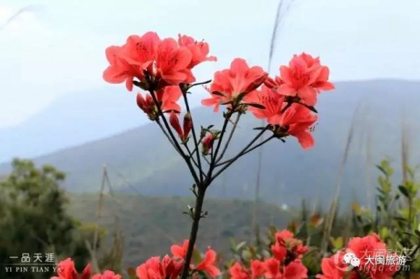 去玩|廈門云頂山火了！原因竟是因為映山紅又雙叒叕紅了...