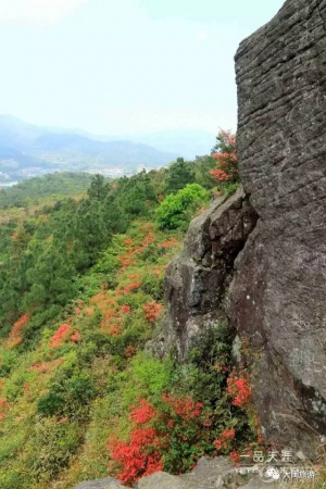 去玩|廈門云頂山火了！原因竟是因為映山紅又雙叒叕紅了...