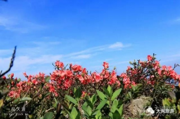去玩|廈門云頂山火了！原因竟是因為映山紅又雙叒叕紅了...