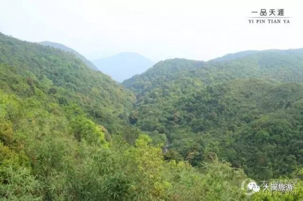 去玩|廈門云頂山火了！原因竟是因為映山紅又雙叒叕紅了...