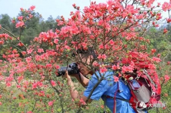 去玩|廈門云頂山火了！原因竟是因為映山紅又雙叒叕紅了...