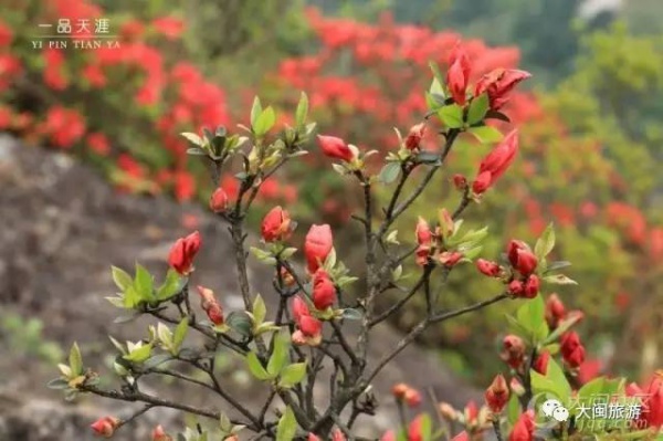 去玩|廈門云頂山火了！原因竟是因為映山紅又雙叒叕紅了...