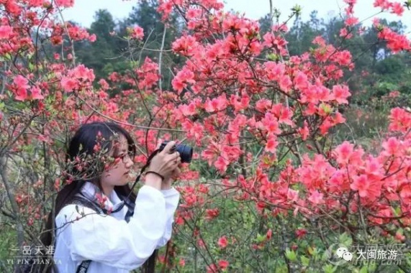 去玩|廈門云頂山火了！原因竟是因為映山紅又雙叒叕紅了...