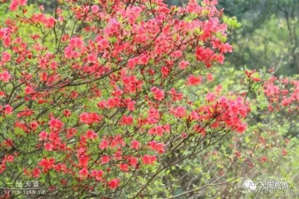 去玩|廈門云頂山火了！原因竟是因為映山紅又雙叒叕紅了...