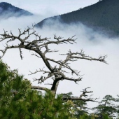 南安芹山