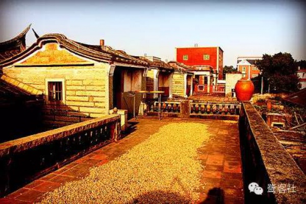 發現廈門：悄無人跡的古松林遺址