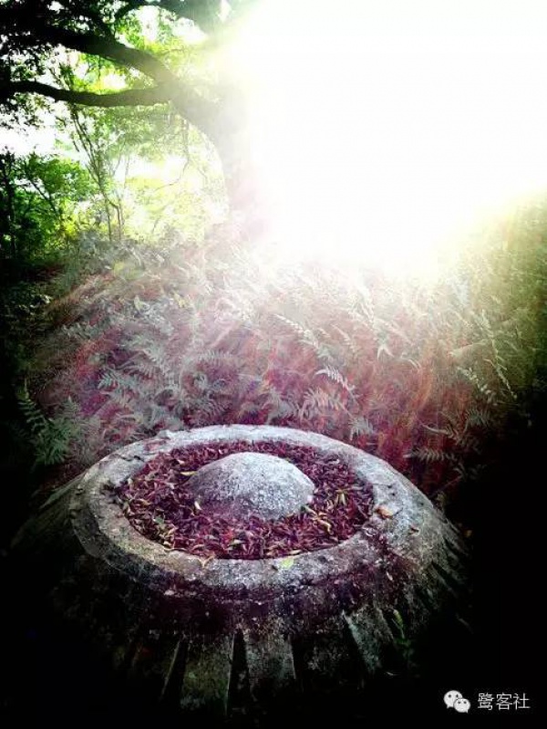 發現廈門：悄無人跡的古松林遺址