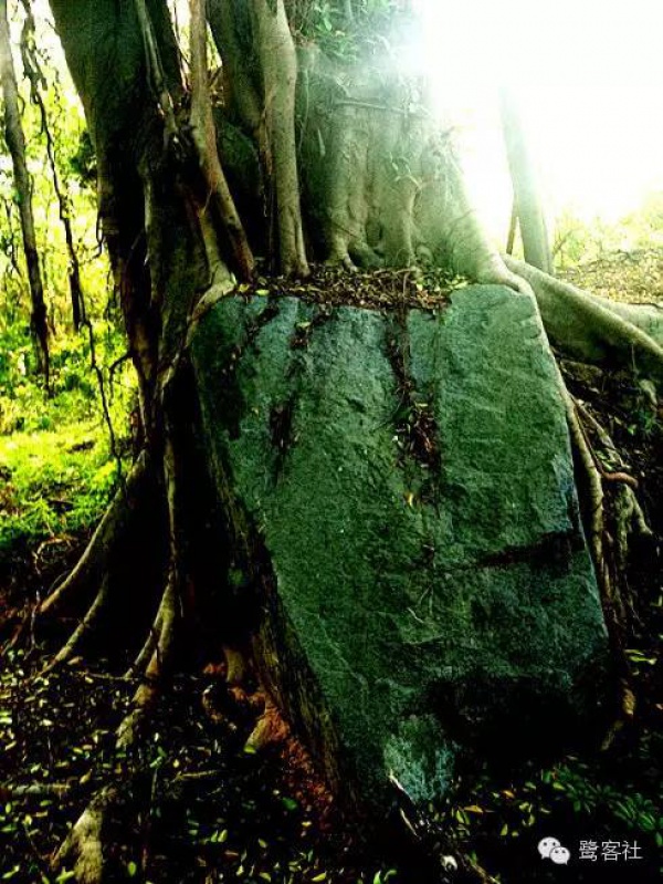 發現廈門：悄無人跡的古松林遺址