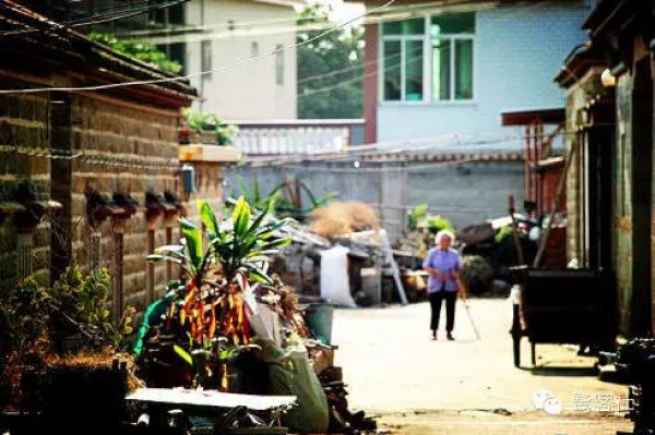 發現廈門：悄無人跡的古松林遺址