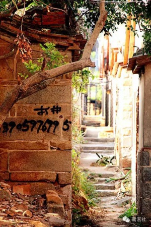 發現廈門：悄無人跡的古松林遺址