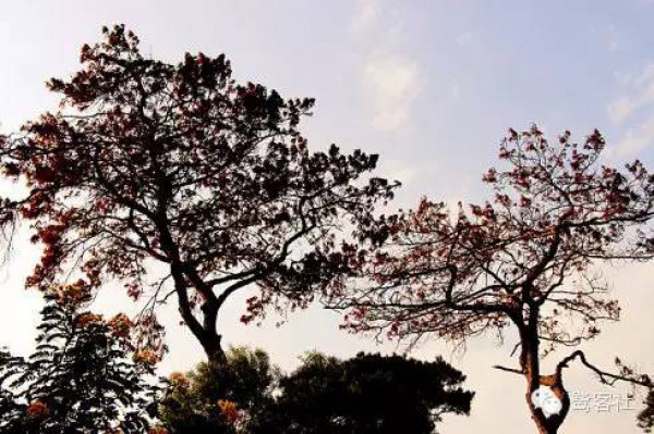 發現廈門：悄無人跡的古松林遺址