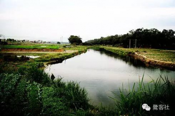 發現廈門：悄無人跡的古松林遺址