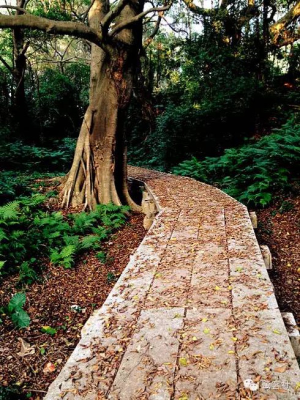 發現廈門：悄無人跡的古松林遺址