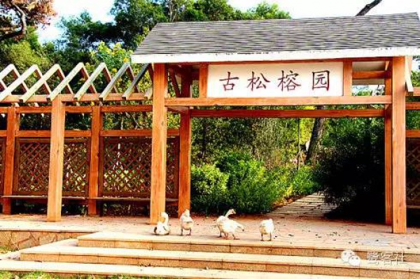 發現廈門：悄無人跡的古松林遺址