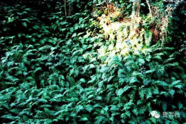 發現廈門：悄無人跡的古松林遺址