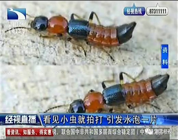 警報！廈門女大學(xué)生睡夢中臉癢撓了下，醒來進(jìn)醫(yī)院！這危險高發(fā)，已有人毀容
