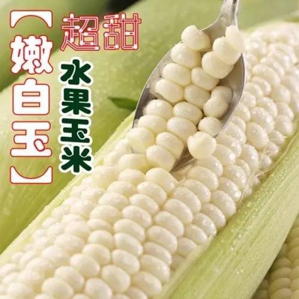 煮就好吃的不得了的玉米？僅限一天