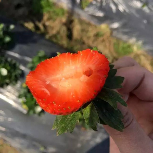 煮就好吃的不得了的玉米？僅限一天