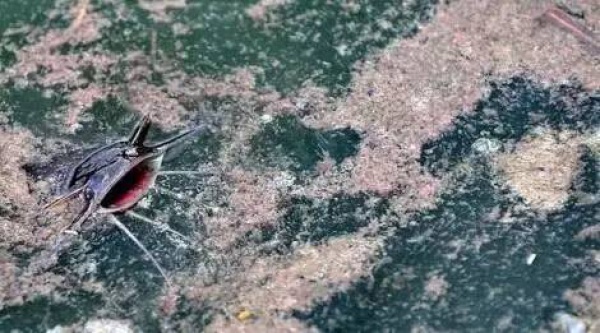 空心菜最毒？鯰魚最臟？西紅柿與蝦蟹會產(chǎn)生砒霜？答案來了