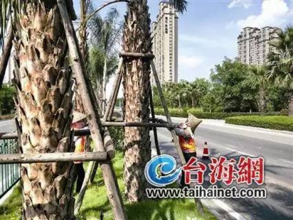緊急！廈門沿海景區(qū)17點前關閉！動車停運！輪渡停航！航班取消！碼頭停運！納沙將登陸廈門—霞浦沿海！