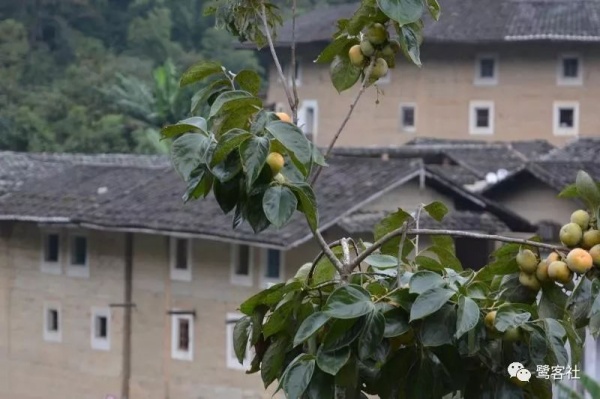 LOOK南靖：塔下人的遠行與榮耀