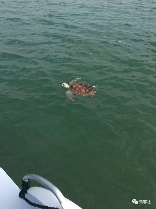 重磅：廈門鱷魚嶼驚現一只小海龜暢游大海，您知道它是什么龜嗎